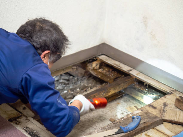 Attic Mold Removal in Bloomville, OH