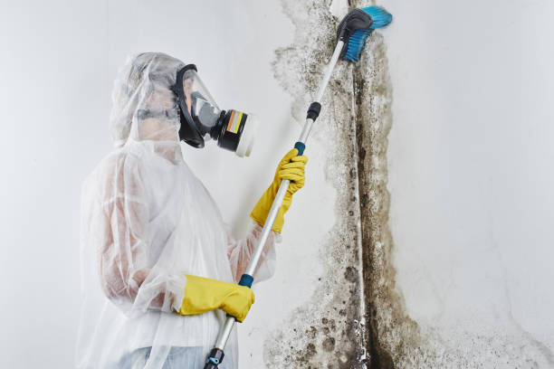 Best Black Mold Removal  in Bloomville, OH