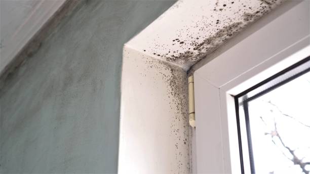 Best Mold Damage Repair  in Bloomville, OH