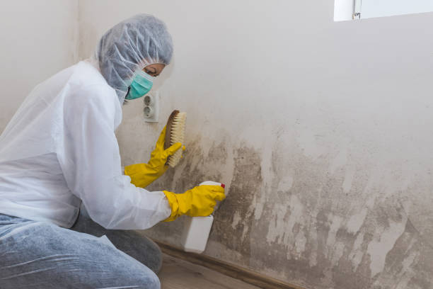 Best Same-Day Mold Removal  in Bloomville, OH