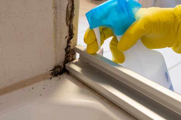 Best Mold Remediation  in Bloomville, OH