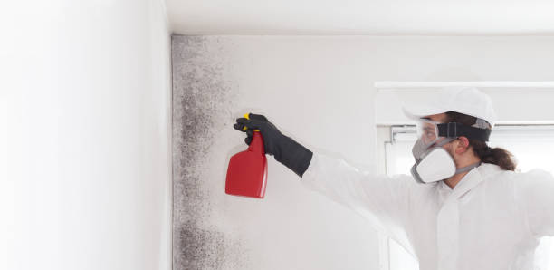 Bloomville, OH Mold Removal Company