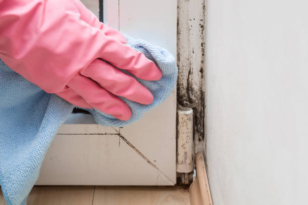 Best Mold Damage Repair  in Bloomville, OH
